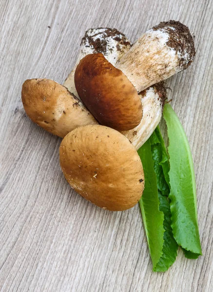 Wilde paddestoelen boletus — Stockfoto