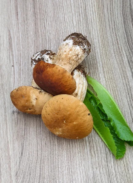 Wild Mushrooms boletus — Stock Photo, Image