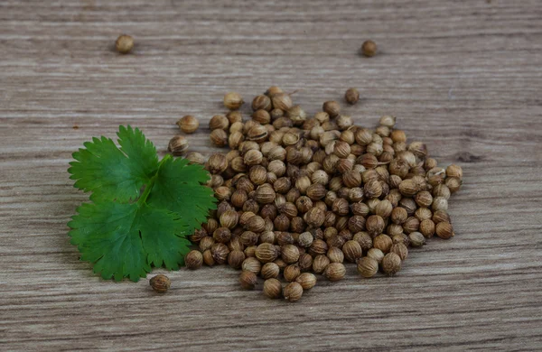 Coriander seeds with leaves — Stock Photo, Image