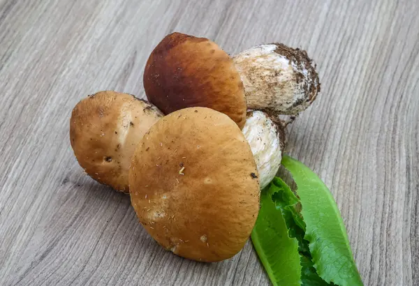 Диких грибів Боровик — стокове фото