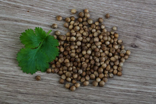 Coriander seeds with leaves — Stock Photo, Image