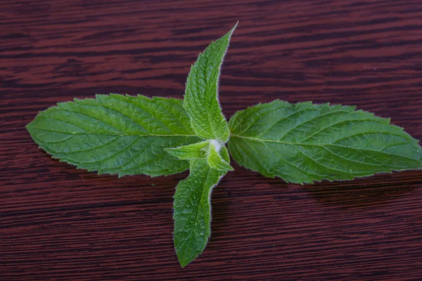 Fresh green Mint leaves Royalty Free Stock Photos