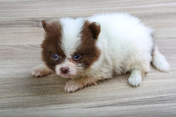 Μικρό Pomeranian spitz — Φωτογραφία Αρχείου