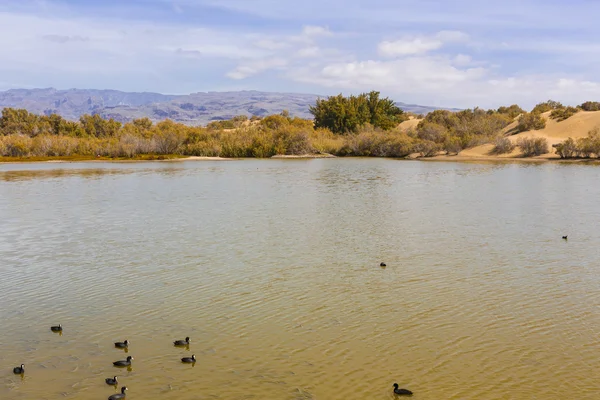 Hermoso oasis en Maspalomas Dunas — Foto de Stock