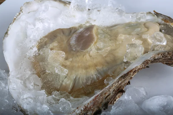 Fresh raw oyster Stock Image