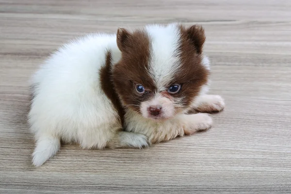 Μικρό Pomeranian spitz — Φωτογραφία Αρχείου