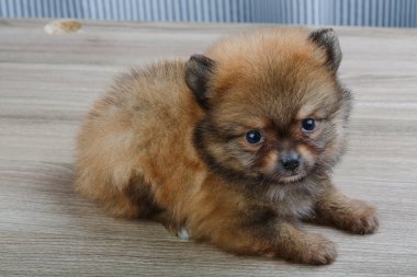 Küçük Pomeranian spitz