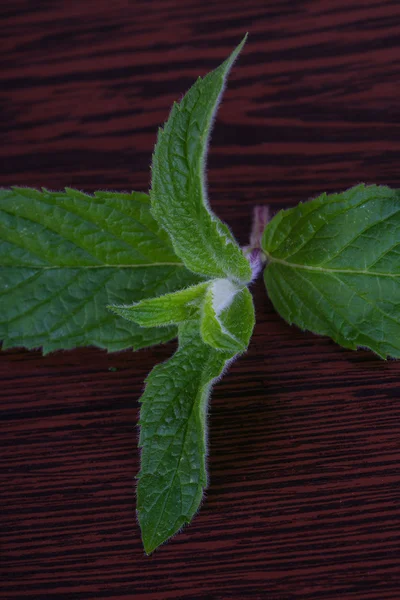 Fresh green Mint leaves — Stock Photo, Image