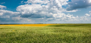 Sarı-yeşil alan bulutlar altında