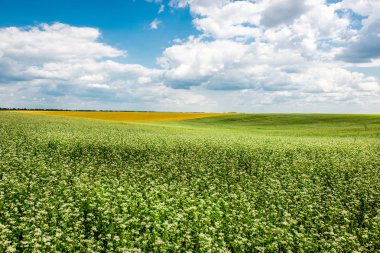 Sarı-yeşil alan bulutlar altında