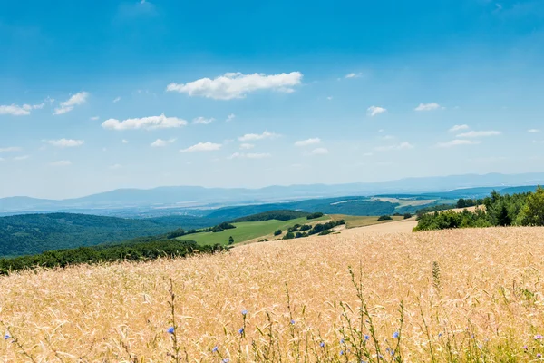 Frumento giallo maturo — Foto Stock