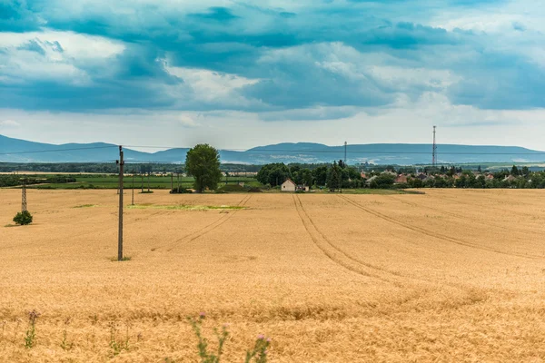 Žlutá zelená pole — Stock fotografie