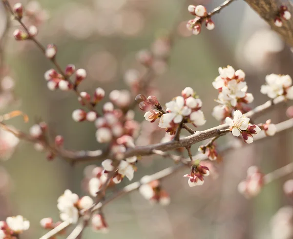 Цветение на ветвях вишни — стоковое фото