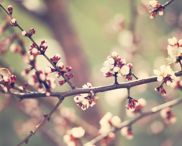 Blossom op takken van de kersenboom — Stockfoto