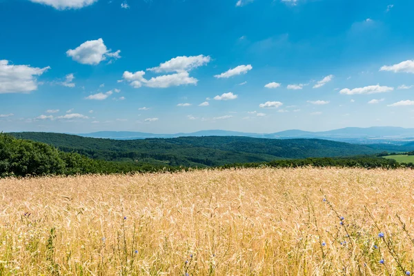 Yellow ripe wheat — Stock Photo, Image