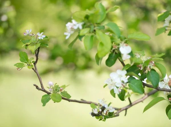 Beautiful spring bloom on a tree — Stock Photo, Image