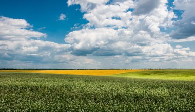 Sarı-yeşil alan bulutlar altında