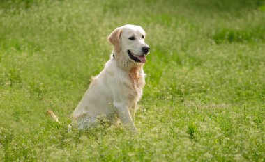 Mutlu golden retriever 'lar çiçek açan alanda