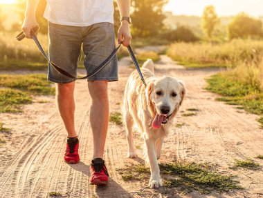 Golden Retriever insan bacağının yanında yürüyor