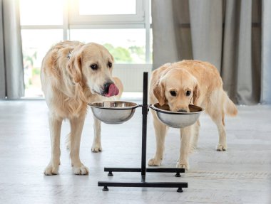 Bir çift Golden retriever su içiyor.