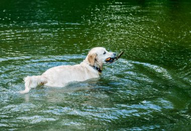 Güzel köpek nehirde eğleniyor.