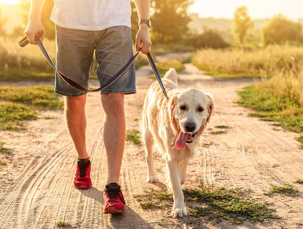 在人类腿旁边行走的金毛猎犬 — 图库照片