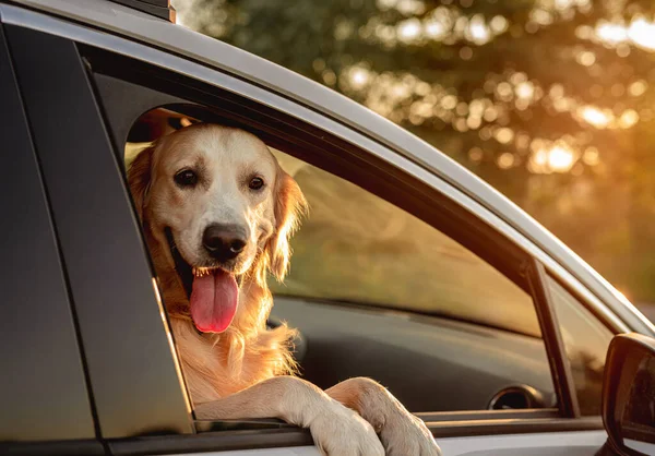 Hund schaut in offenes Autofenster — Stockfoto