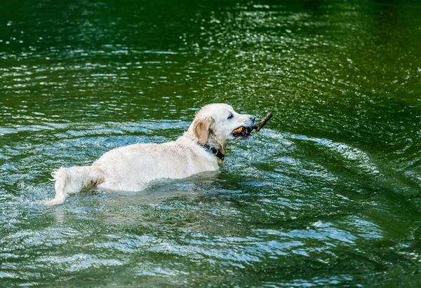Mooie hond die plezier heeft in de rivier — Stockfoto