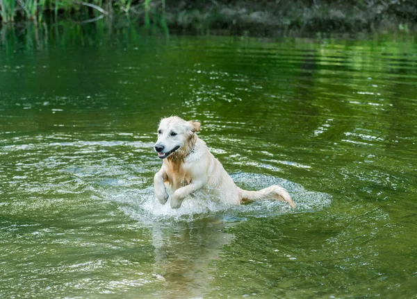 Mooie hond die plezier heeft in de rivier — Stockfoto