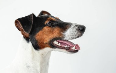 Yumuşak tilki teriyer köpeği.