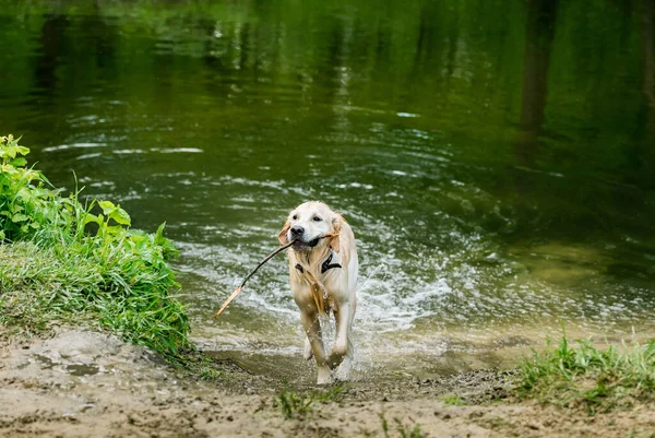 Leuke hond loopt uit het meer — Stockfoto