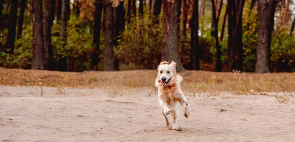 Golden retriever hund körs på sand — Stockfoto