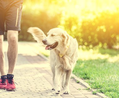 Golden Retriever bir erkekle dışarı çıkıyor.