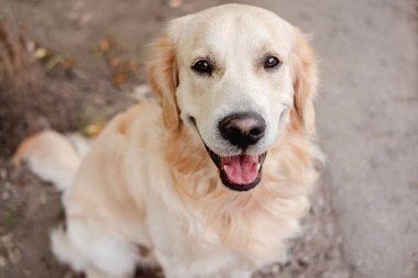 Sonbahar zemininde oturan Golden retriever köpeği