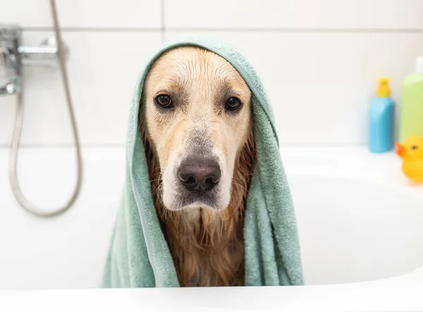 Zlatý retrívr pes pod ručníkem ve vaně — Stock fotografie
