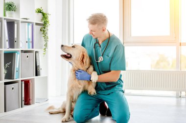 Veteriner kliniğinde Golden retriever köpeği