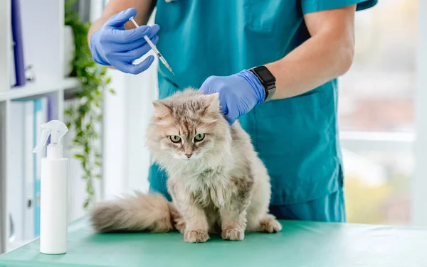 Katt som får injektion från spruta — Stockfoto