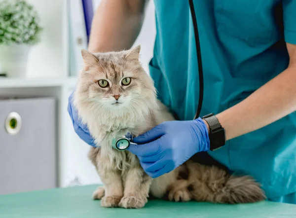 Kat tijdens afspraak in dierenkliniek — Stockfoto