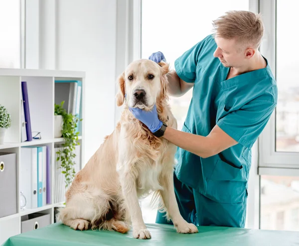 Veterinarian examining ears of golden retriever dog