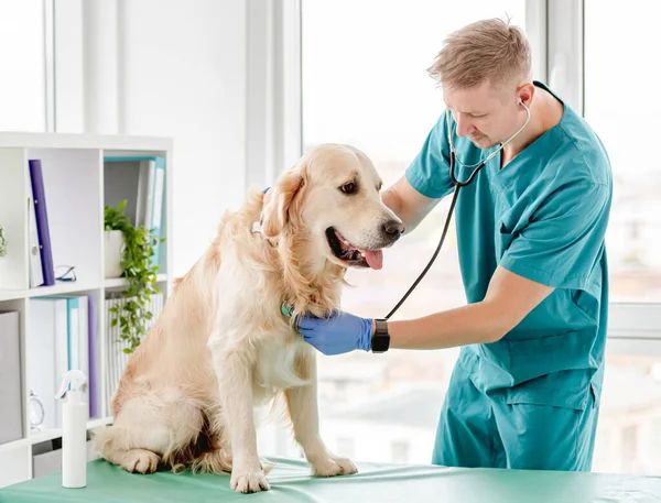 Veteriner kliniğinde Golden retriever köpeği — Stok fotoğraf