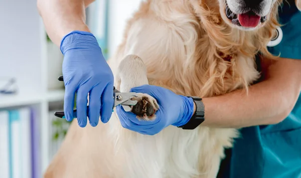 Ветеринарні обрізки кігтів золотошукача собаки — стокове фото