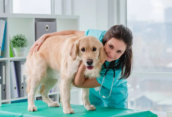 Veteriner kliniğinde Golden retriever köpek muayenesi — Stok fotoğraf