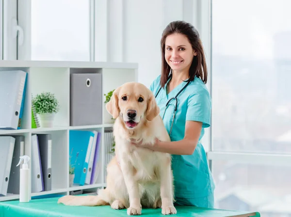 Golden retriever hund undersökning på veterinärkliniken — Stockfoto