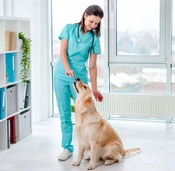 Veteriner kliniğinde Golden retriever köpek muayenesi — Stok fotoğraf