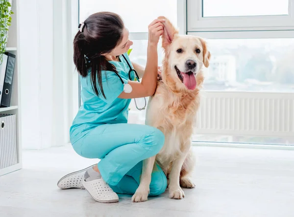 Golden retriever köpeğinin veterinerle incelenmesi — Stok fotoğraf
