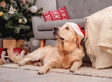 Yeni yıl şapkalı Golden retriever köpeği