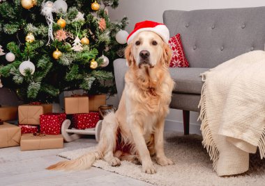 Yeni yıl şapkalı Golden retriever köpeği