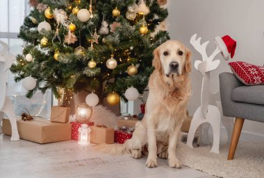 Altın av köpeği Noel ağacının altında
