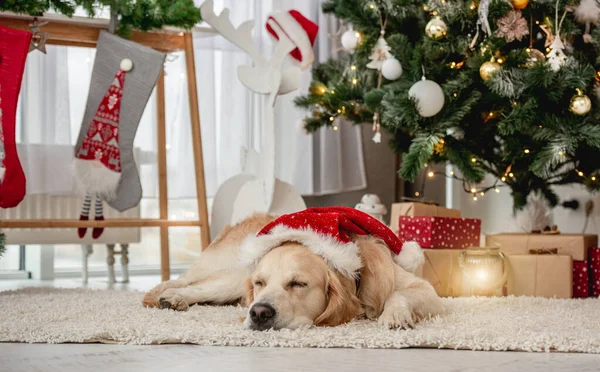 Golden retriever perro durmiendo bajo el árbol de navidad —  Fotos de Stock