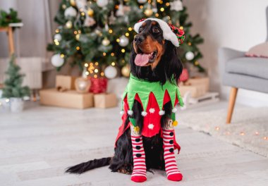 Evdeki Noel ağacının yanındaki köpek.